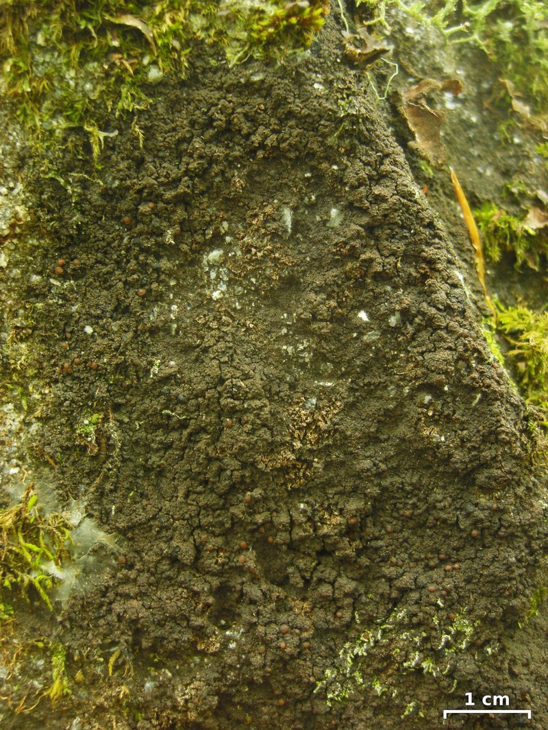 Fuscopannaria leucophaea photo 2