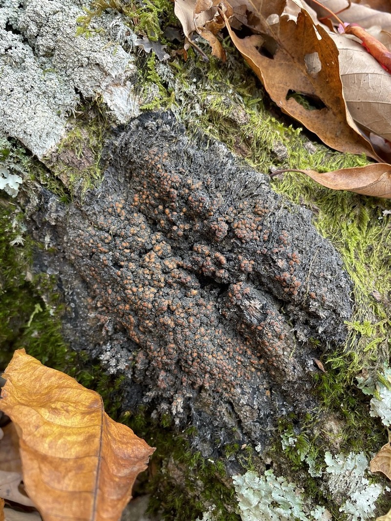 Fuscopannaria leucosticta