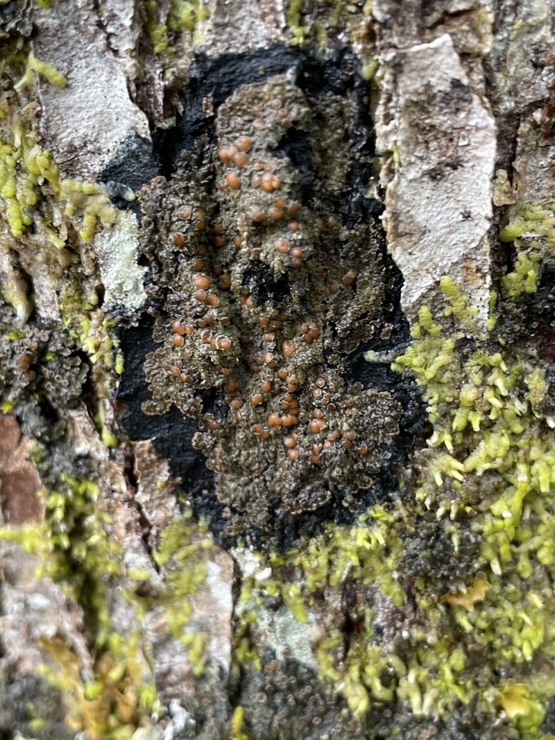 Fuscopannaria leucosticta photo 2