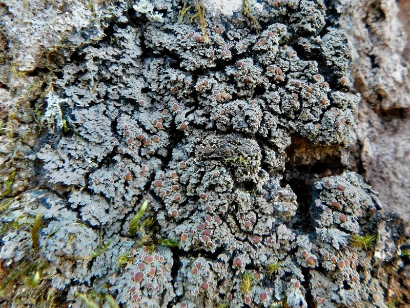 Fuscopannaria leucosticta photo 3