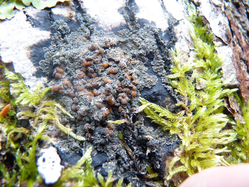 Fuscopannaria leucosticta photo 4