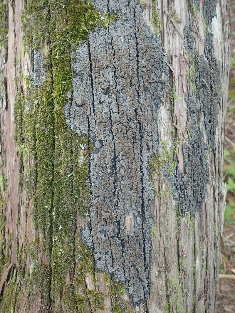 Fuscopannaria leucosticta photo 5