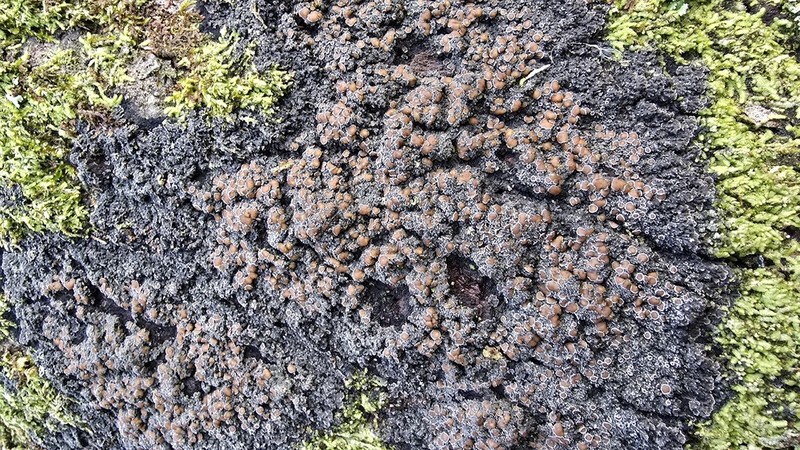 Fuscopannaria leucosticta photo 6