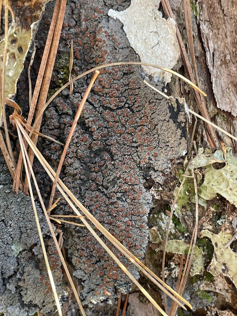 Fuscopannaria leucosticta photo 7
