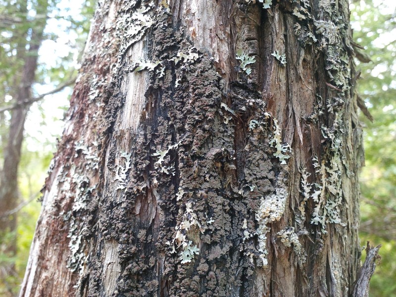 Fuscopannaria leucosticta photo 8
