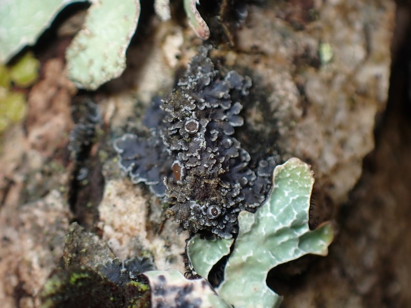 Fuscopannaria leucostictoides