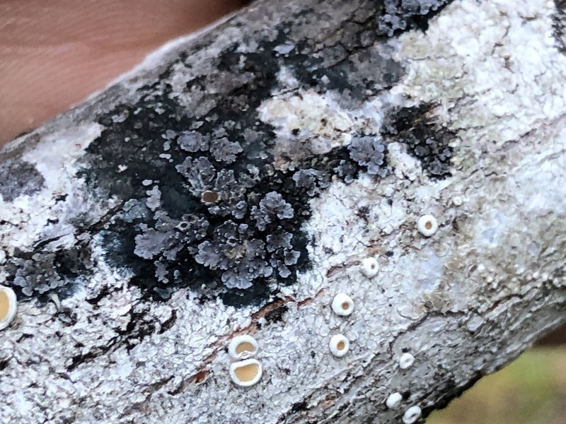 Fuscopannaria leucostictoides photo 2
