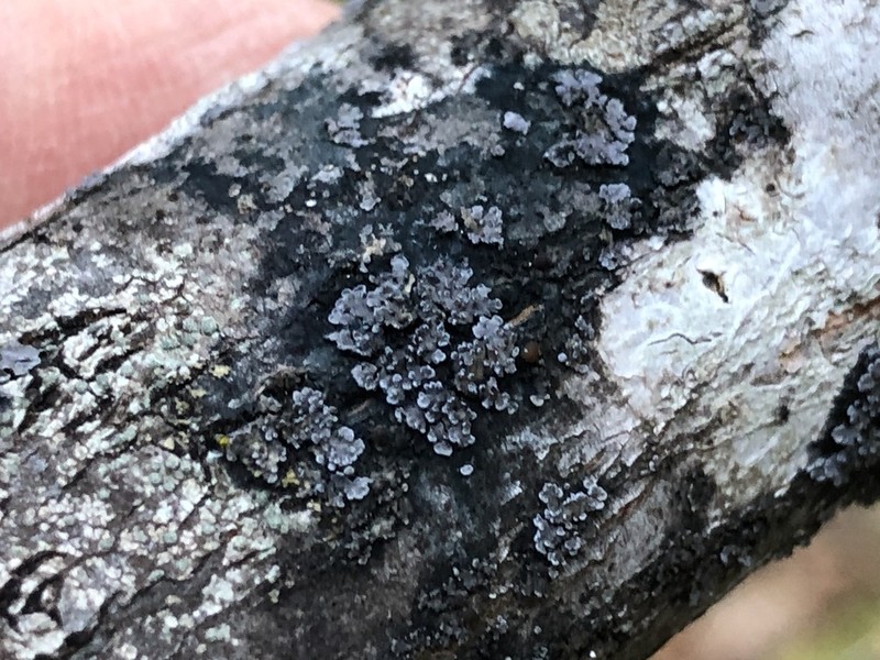 Fuscopannaria leucostictoides photo 3