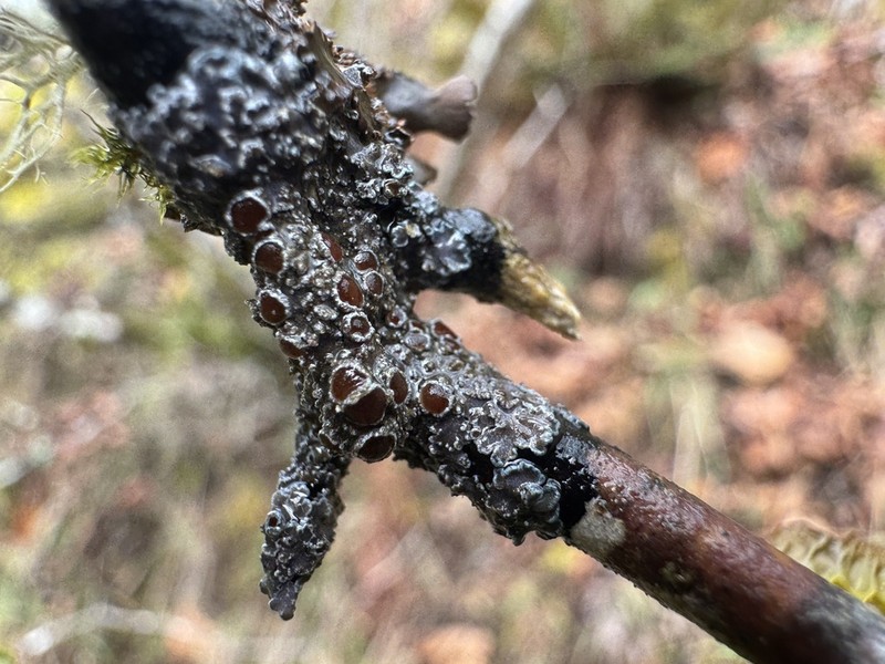 Fuscopannaria leucostictoides photo 4