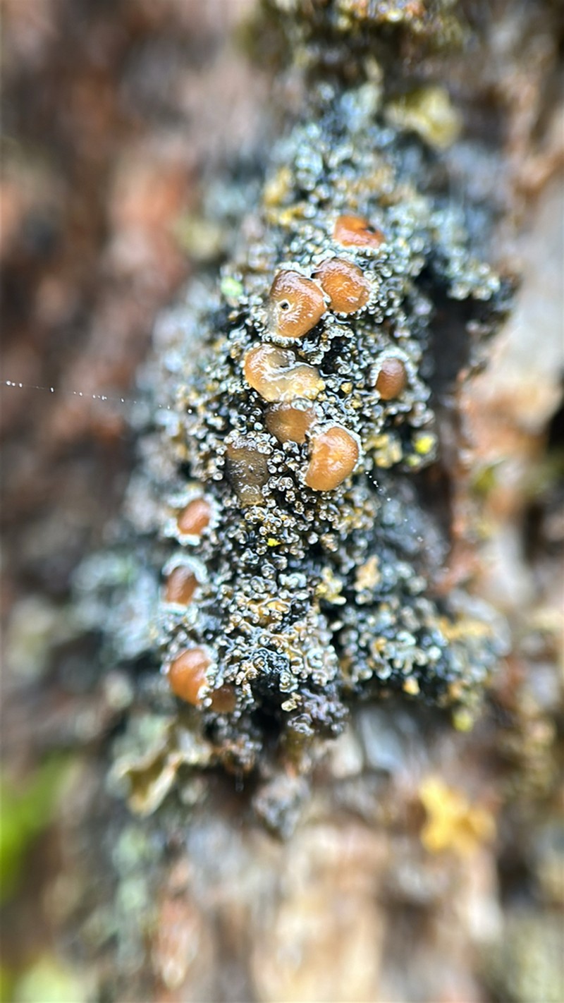 Fuscopannaria leucostictoides photo 5