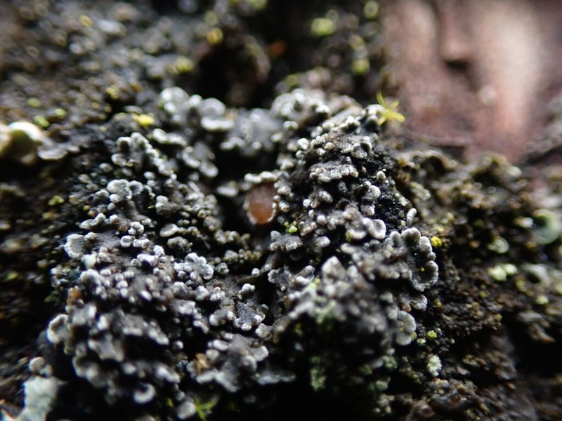 Fuscopannaria leucostictoides photo 6