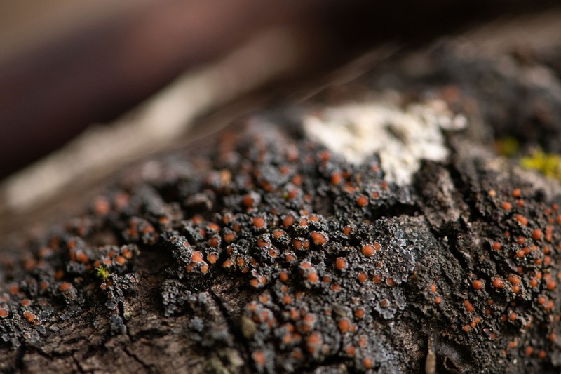 Fuscopannaria leucostictoides photo 7