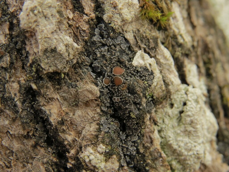 Fuscopannaria leucostictoides photo 8