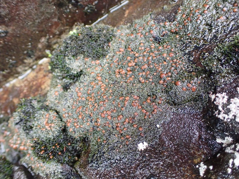 Fuscopannaria maritima