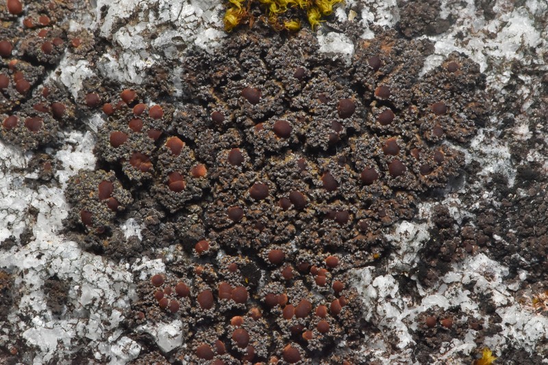 Fuscopannaria maritima photo 2