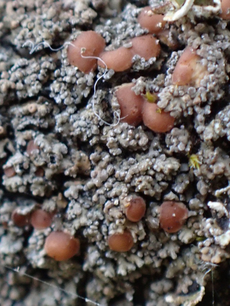 Fuscopannaria maritima photo 3