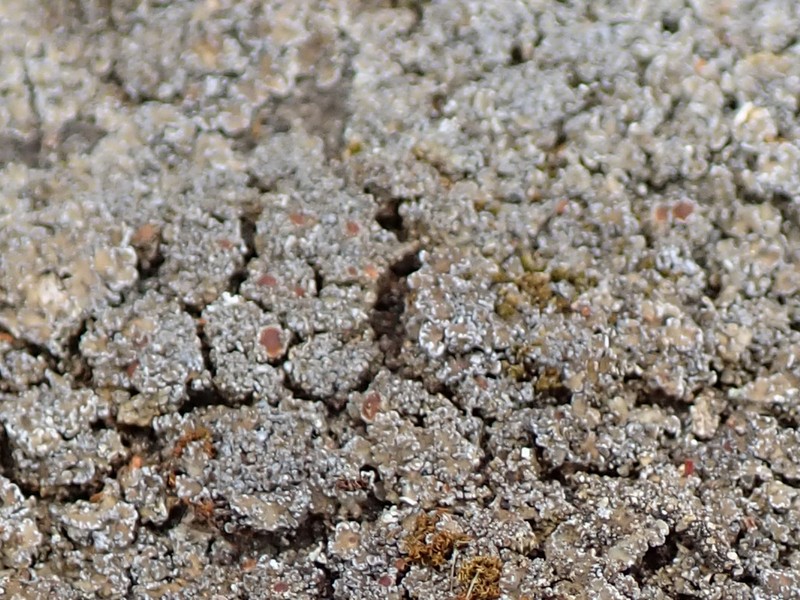 Fuscopannaria maritima photo 4