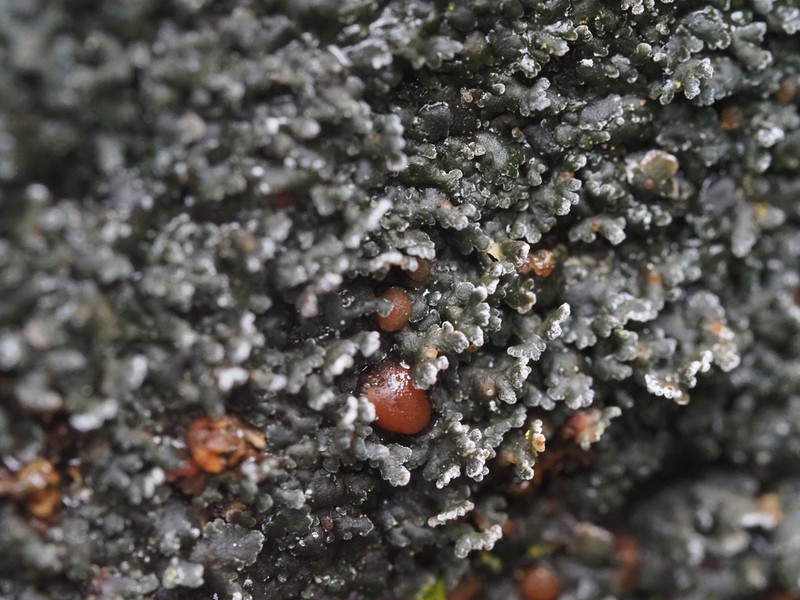 Fuscopannaria maritima photo 5