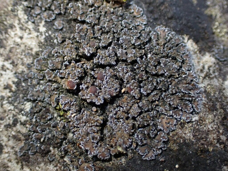 Fuscopannaria maritima photo 6