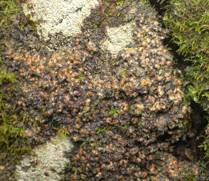 Fuscopannaria maritima photo 7