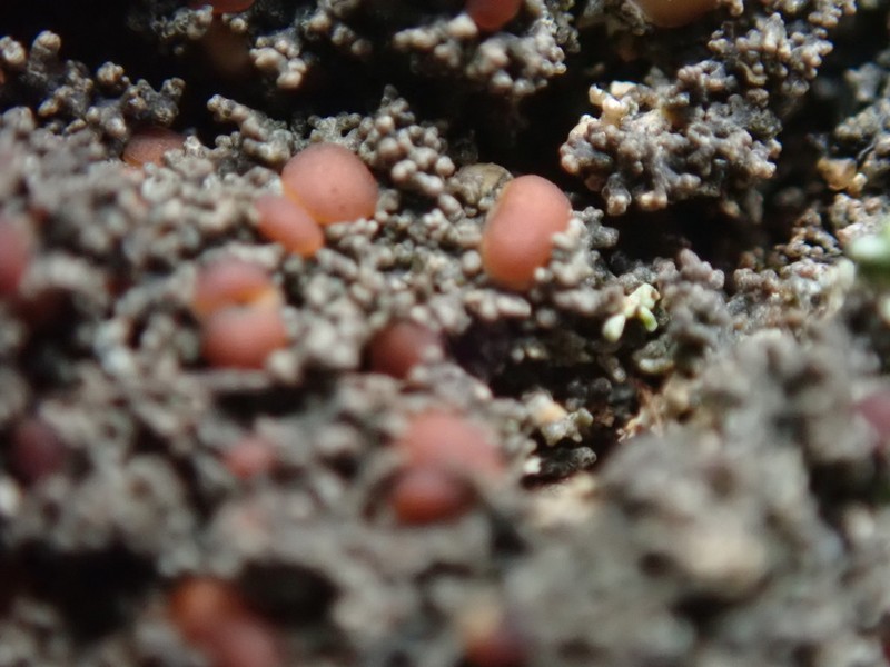 Fuscopannaria maritima photo 8