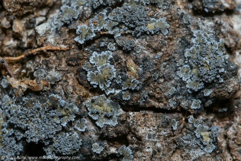 Fuscopannaria mediterranea