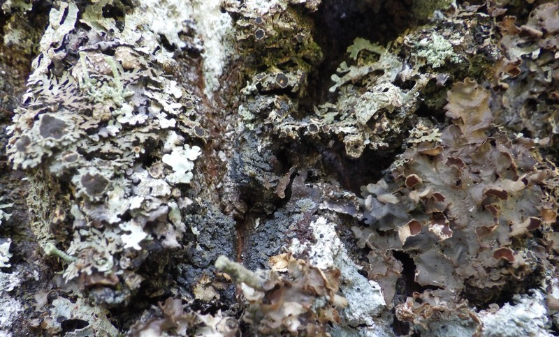 Fuscopannaria mediterranea photo 2