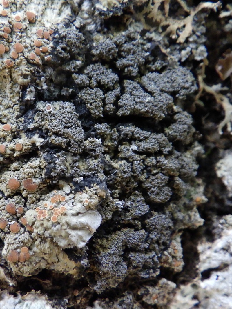 Fuscopannaria mediterranea photo 3