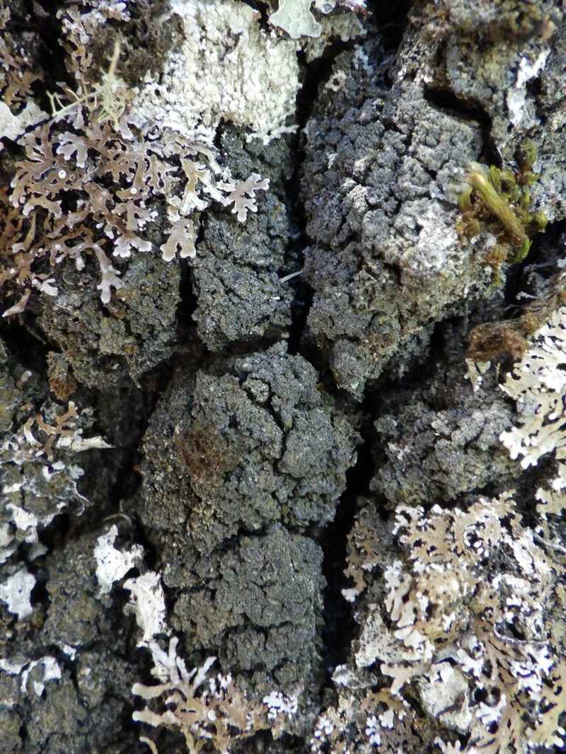 Fuscopannaria mediterranea photo 4