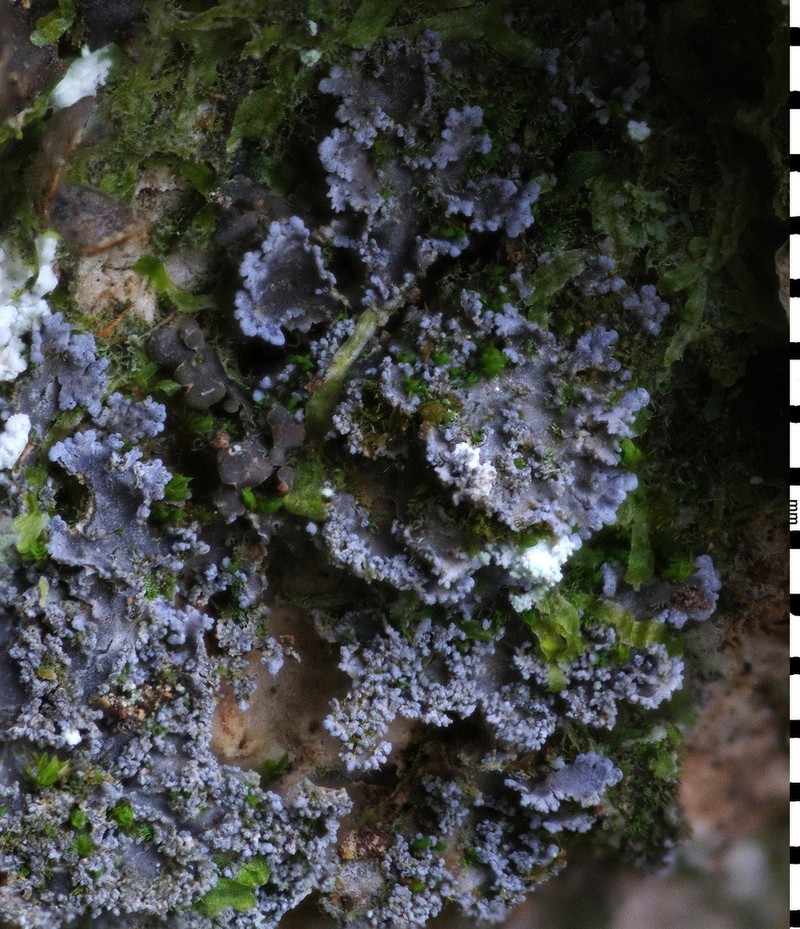 Fuscopannaria mediterranea photo 5
