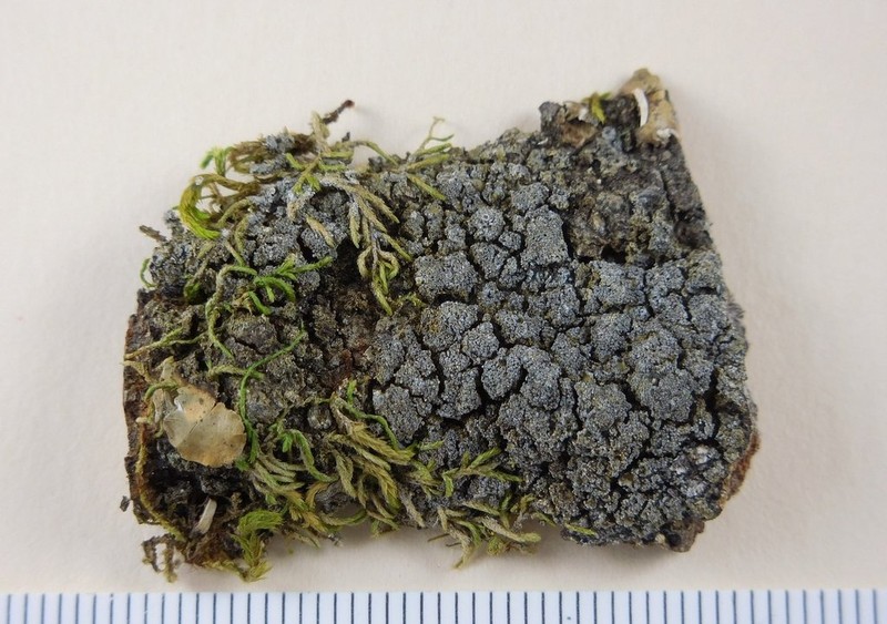 Fuscopannaria mediterranea photo 6