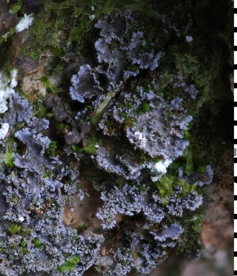 Fuscopannaria mediterranea photo 7