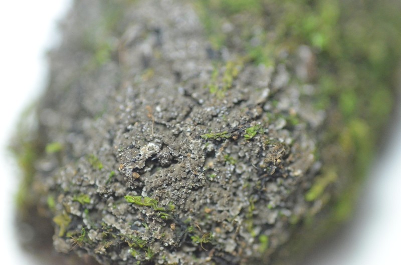 Fuscopannaria praetermissa