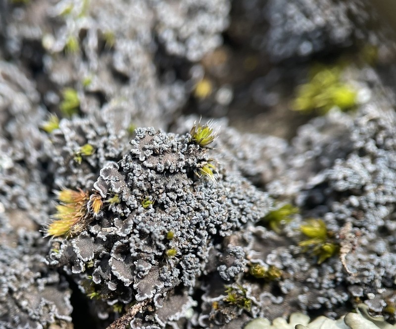 Fuscopannaria praetermissa photo 2