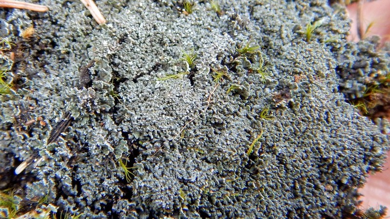 Fuscopannaria praetermissa photo 3