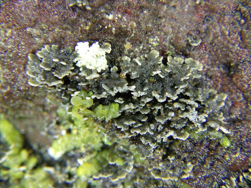 Fuscopannaria praetermissa photo 4