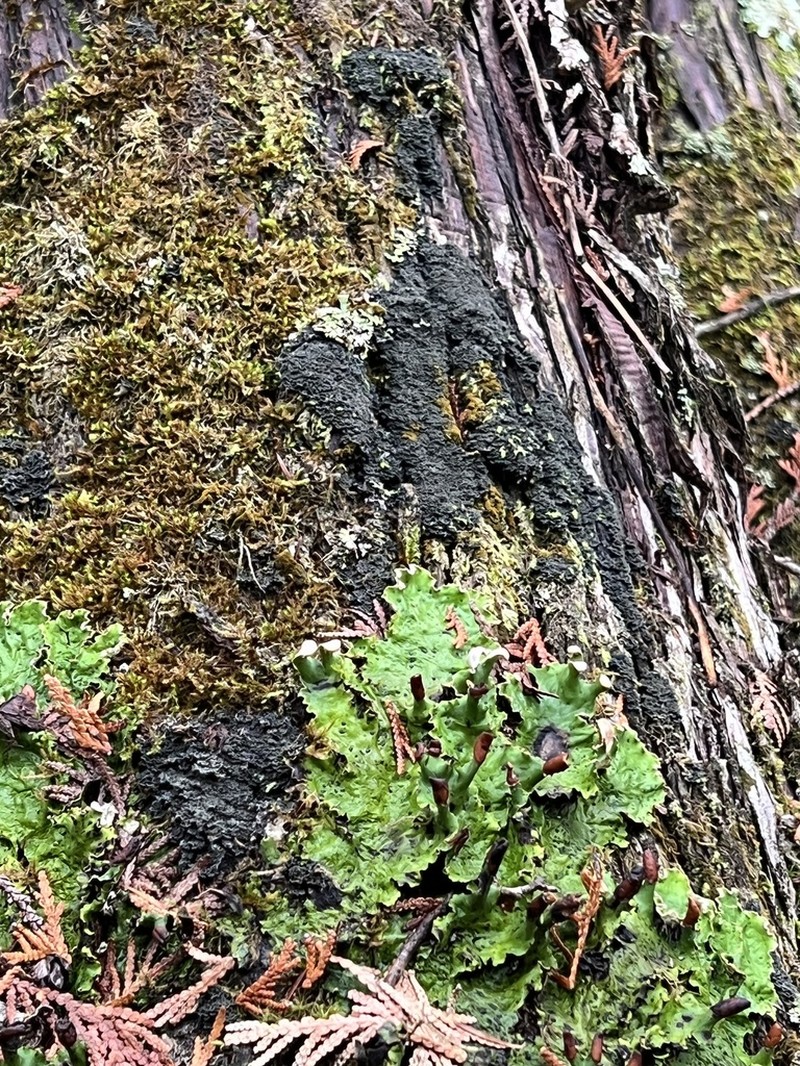 Fuscopannaria praetermissa photo 5