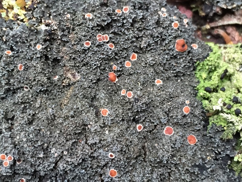 Fuscopannaria praetermissa photo 6
