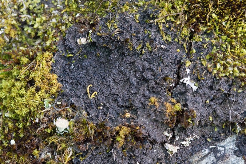 Fuscopannaria praetermissa photo 8