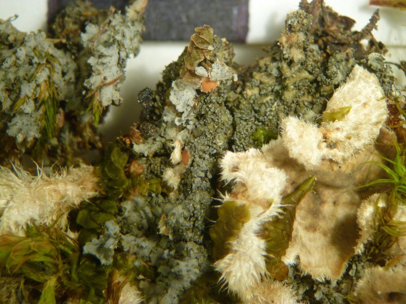 Fuscopannaria pulveracea photo 2