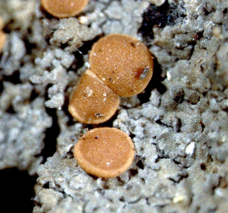 Fuscopannaria saubinetii