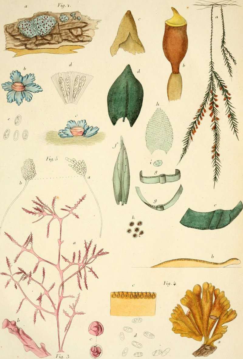 Fuscopannaria saubinetii