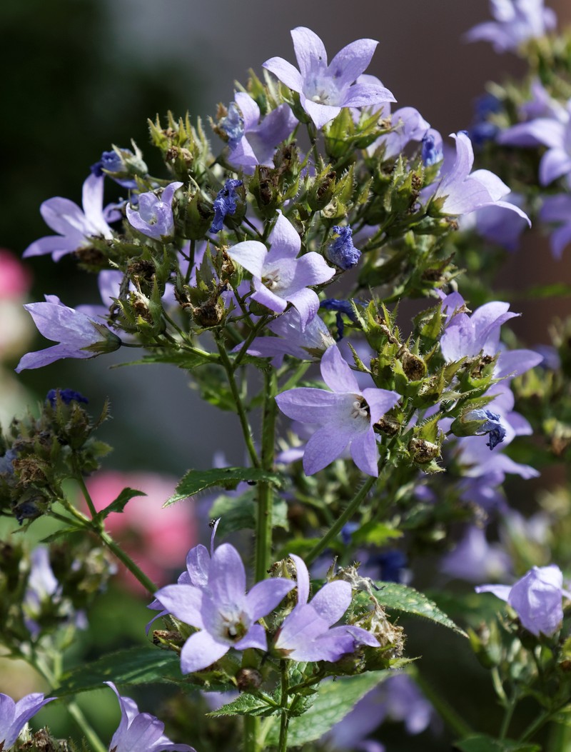 Milky Bellflower photo 2