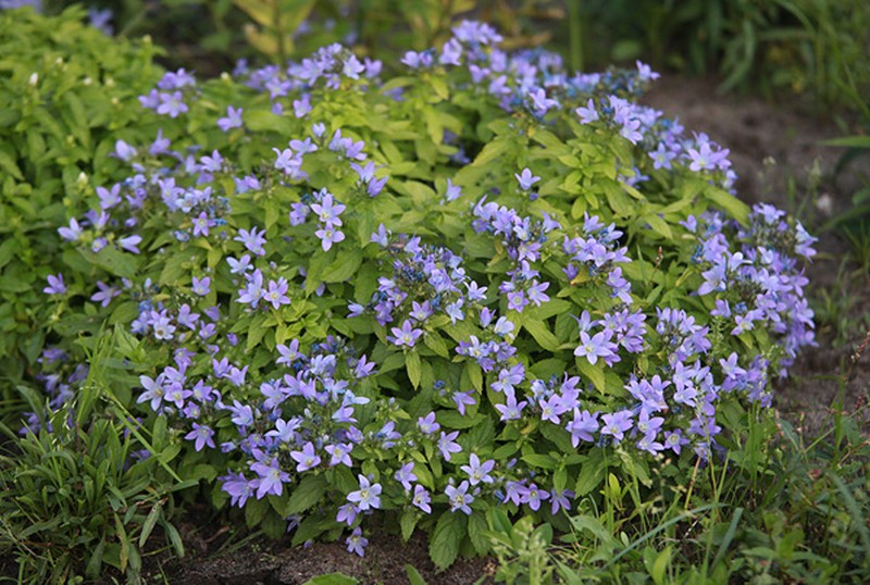 Milky Bellflower photo 3