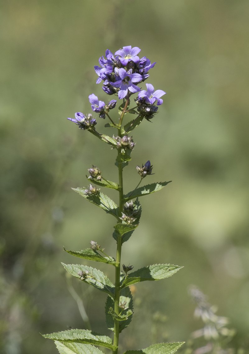 Milky Bellflower photo 4