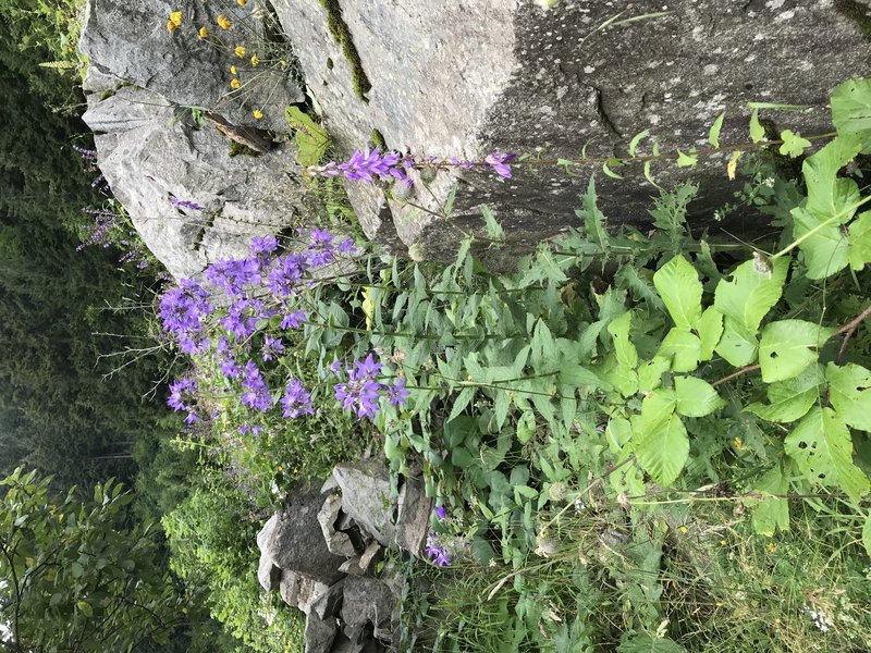 Milky Bellflower photo 5