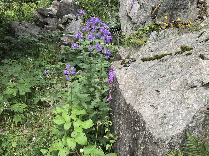 Milky Bellflower photo 6