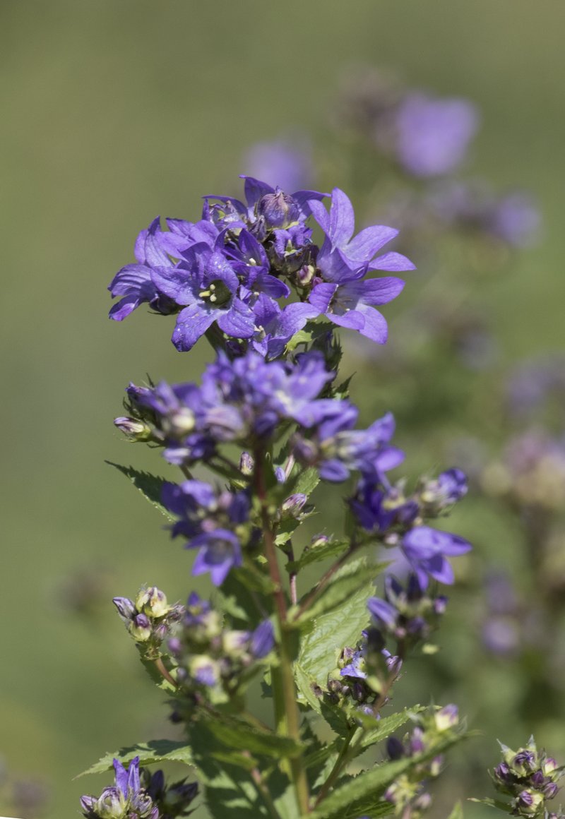 Milky Bellflower photo 7
