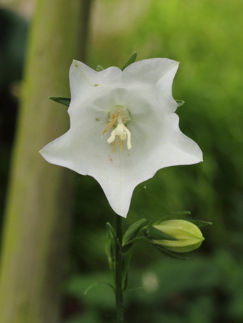 Milky Bellflower photo 8