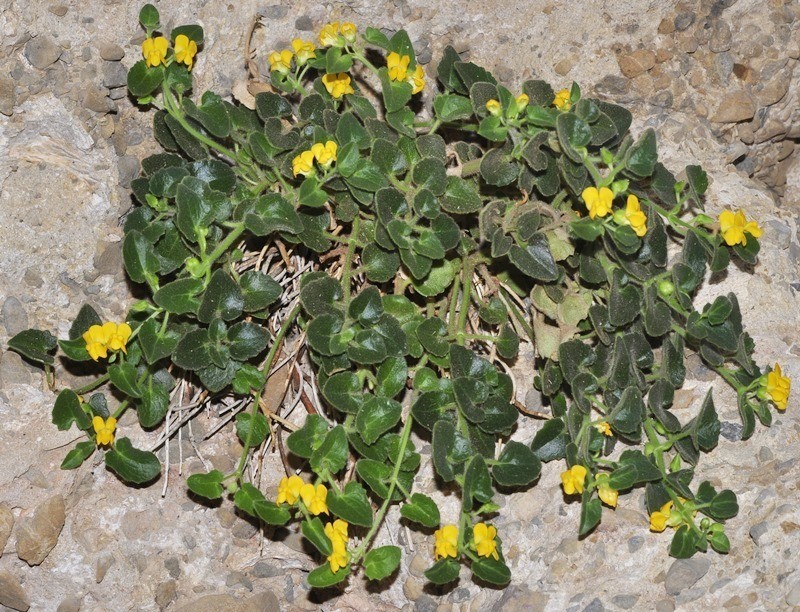 Gadoria falukei photo 3
